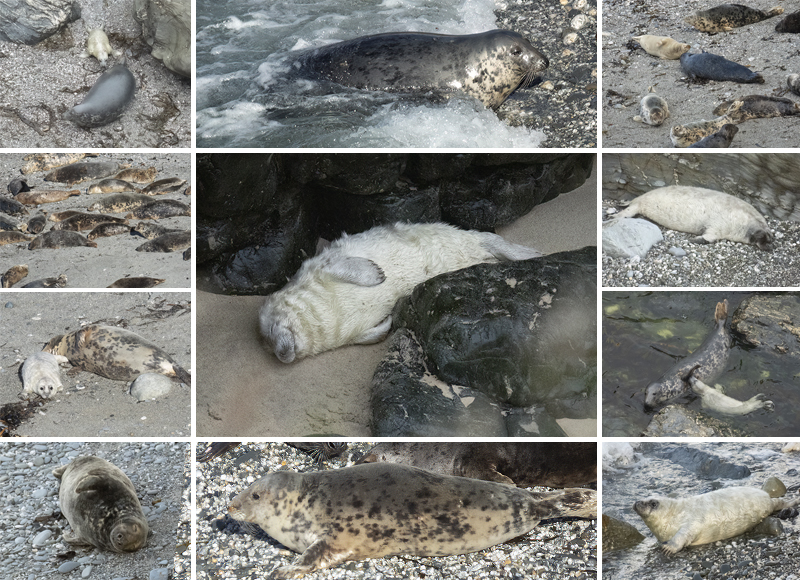 Seals in the Wild