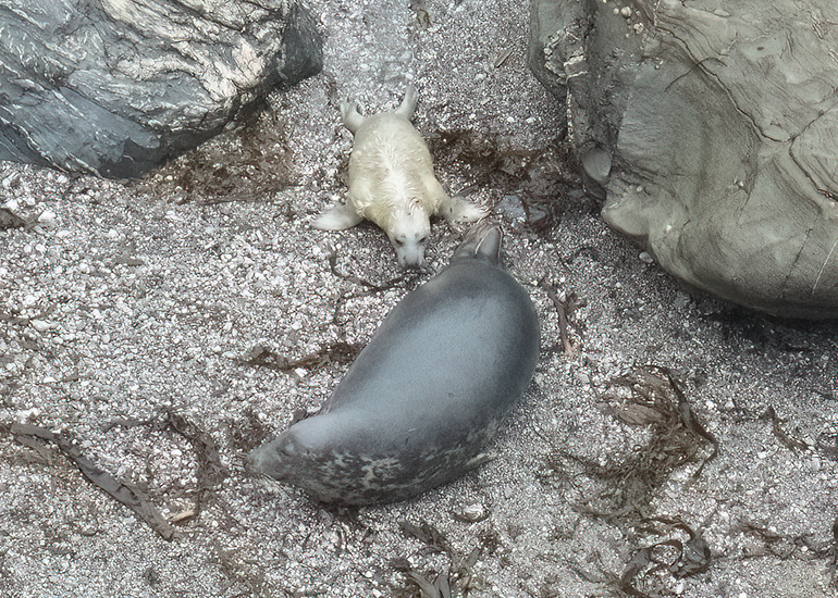 Seals in the Wild