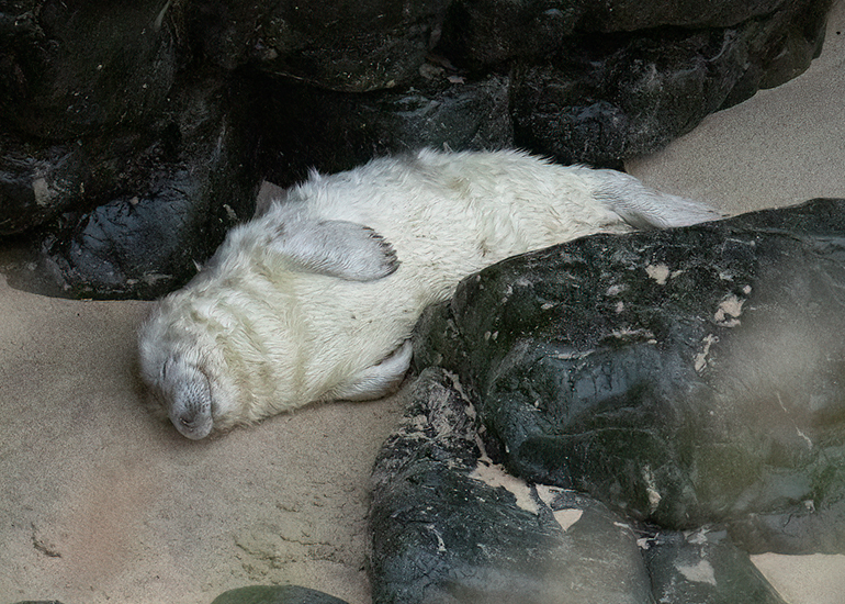 Seals in the Wild