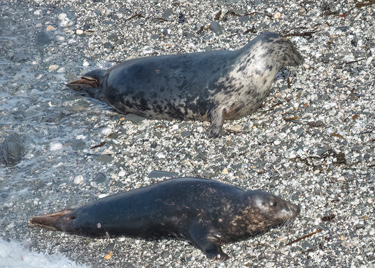Seals in the Wild
