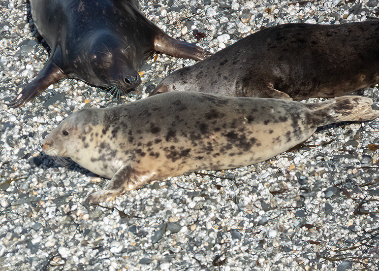 Seals in the Wild