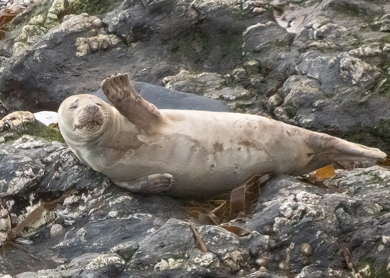 Seals in the Wild