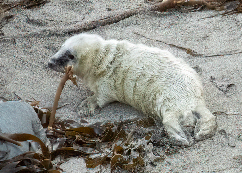 Seals in the Wild
