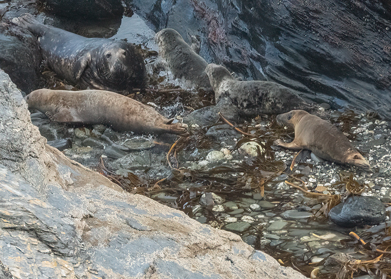 Seals in the Wild