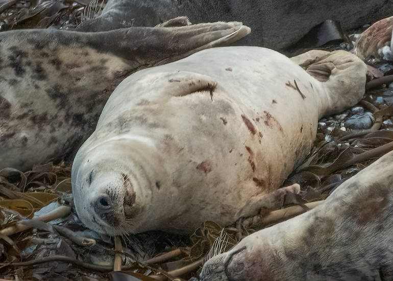 Seals in the Wild