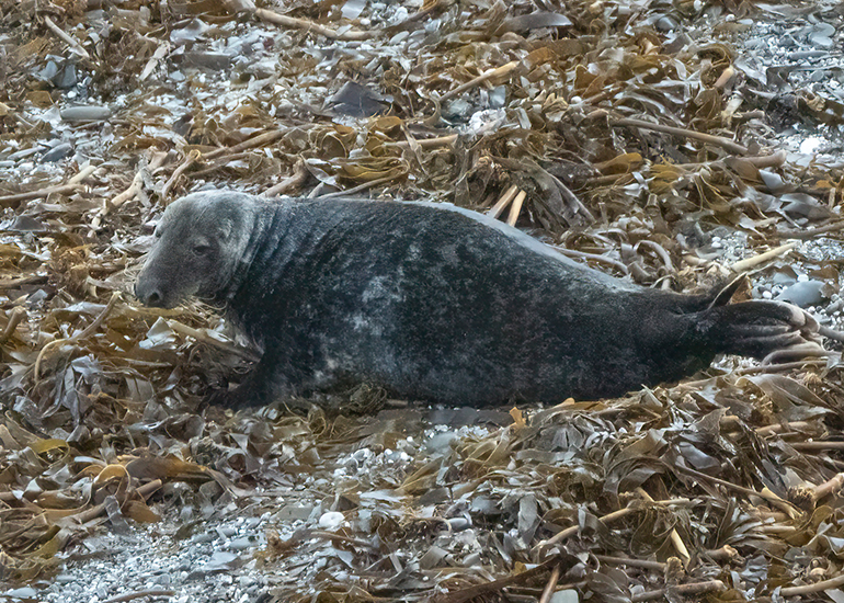 Seals in the Wild