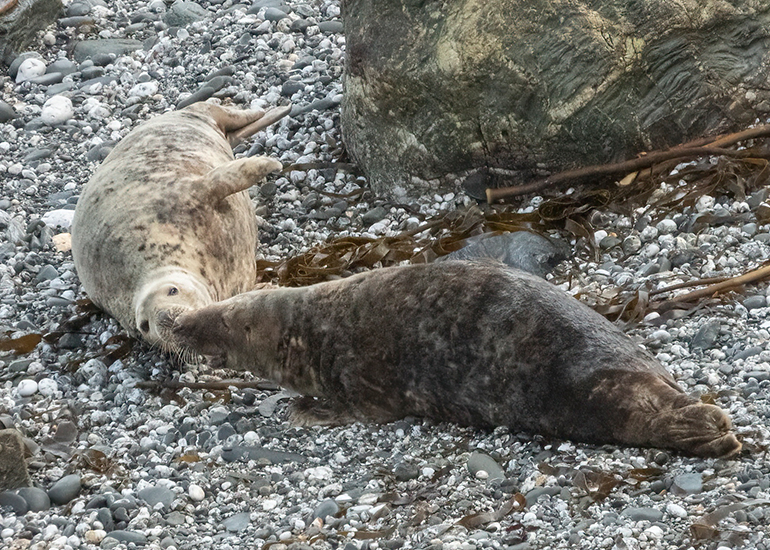 Seals in the Wild