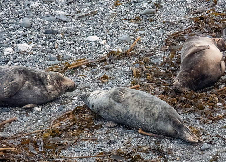 Seals in the Wild