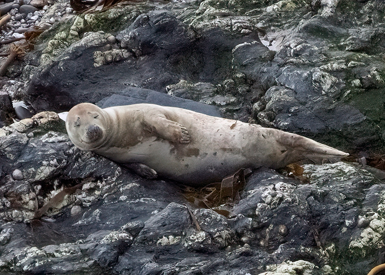 Seals in the Wild