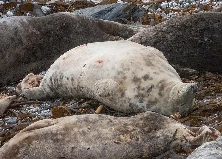 Seals in the Wild