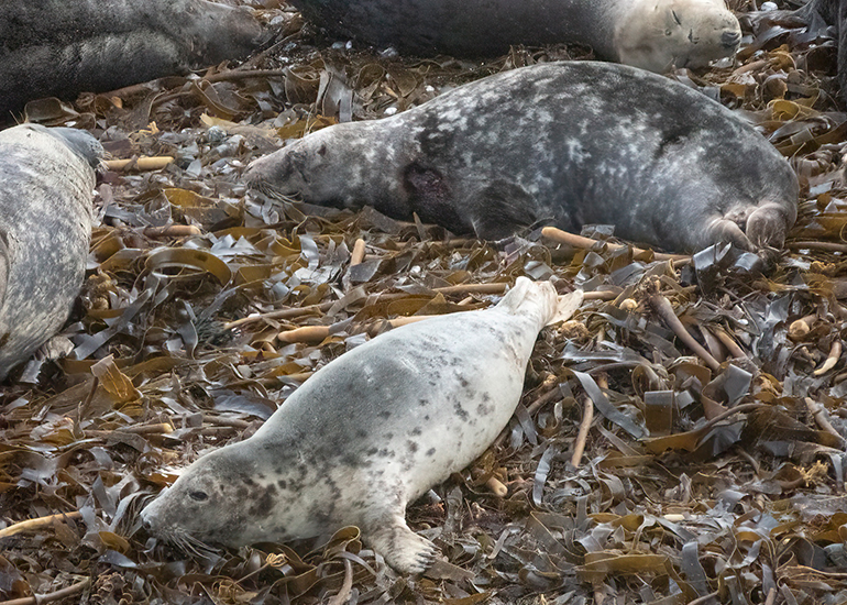 Seals in the Wild