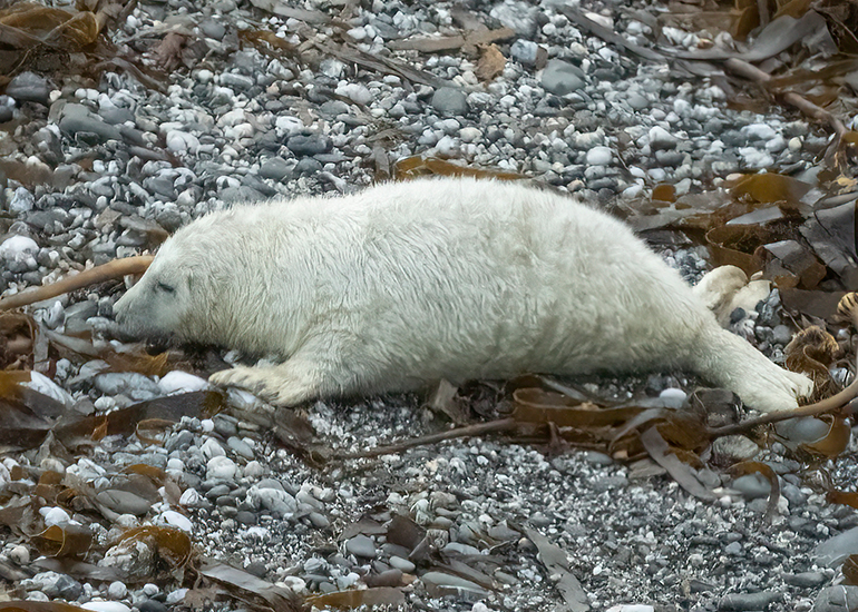 Seals in the Wild