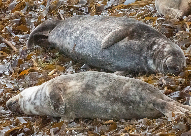 Seals in the Wild