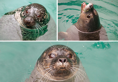 Lora, Macey and Pippa - Resident Seals