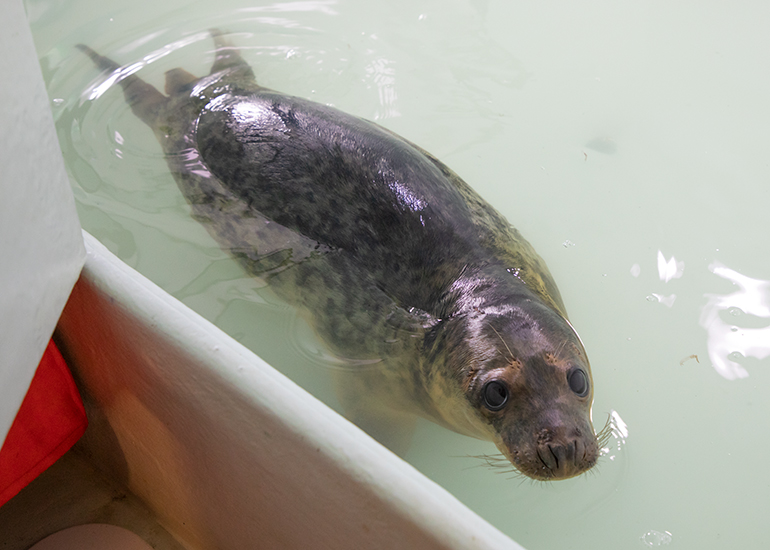 Seamus - photo taken on 8th June 2019