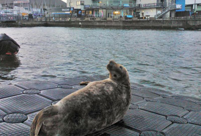 Sebastian - (c) Mount Batten, Plymouth