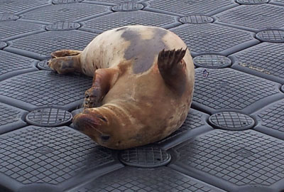 Sebastian - (c) Mount Batten, Plymouth