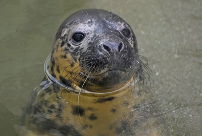 Selwyn - Photo credit - George Tyrone Deacon