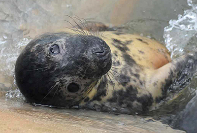 Selwyn - Photo credit - George Tyrone Deacon