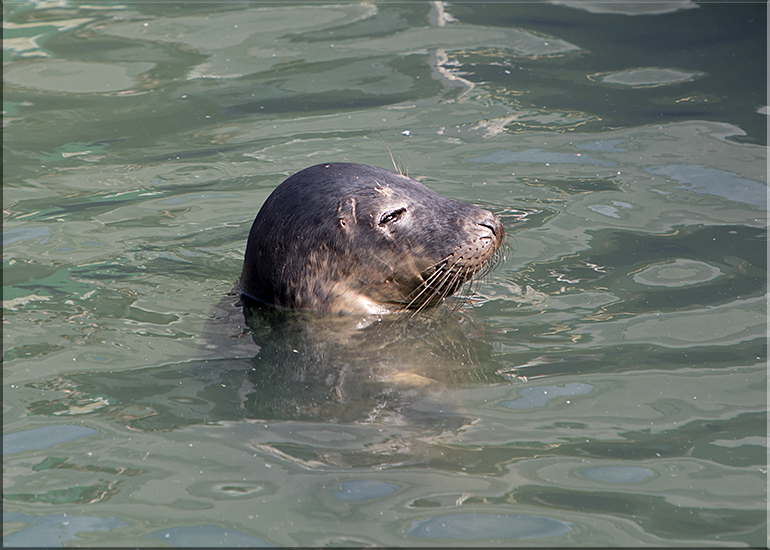 Senator Bail Organa - photo taken on 15th April 2017