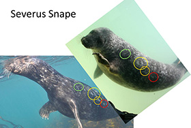 Severus Snape