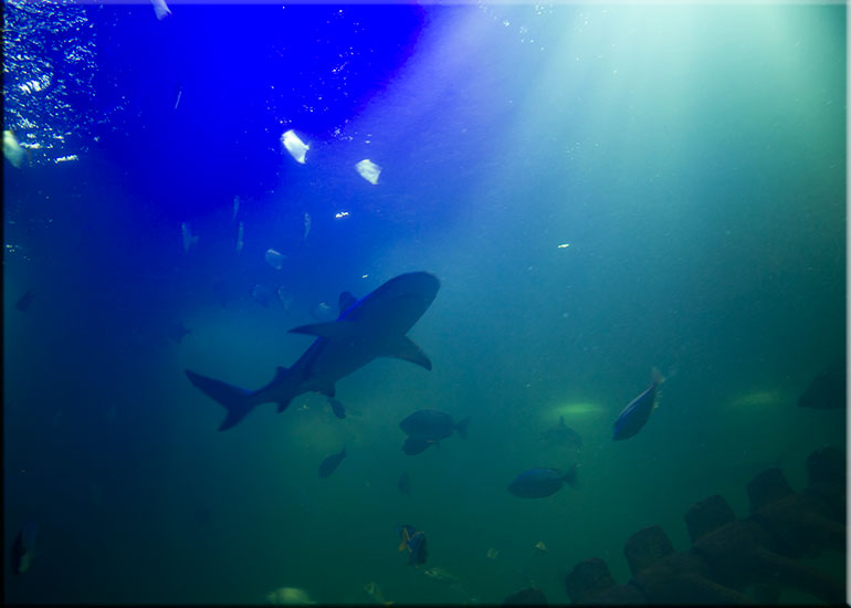 Black Tipped Sharks