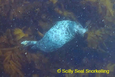 (C) Anna of the Scilly Seal Snorkelling
