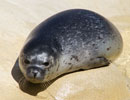 Sija's Pup - photo taken on 28th September 2013