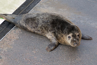 Singer in the convalescent pool