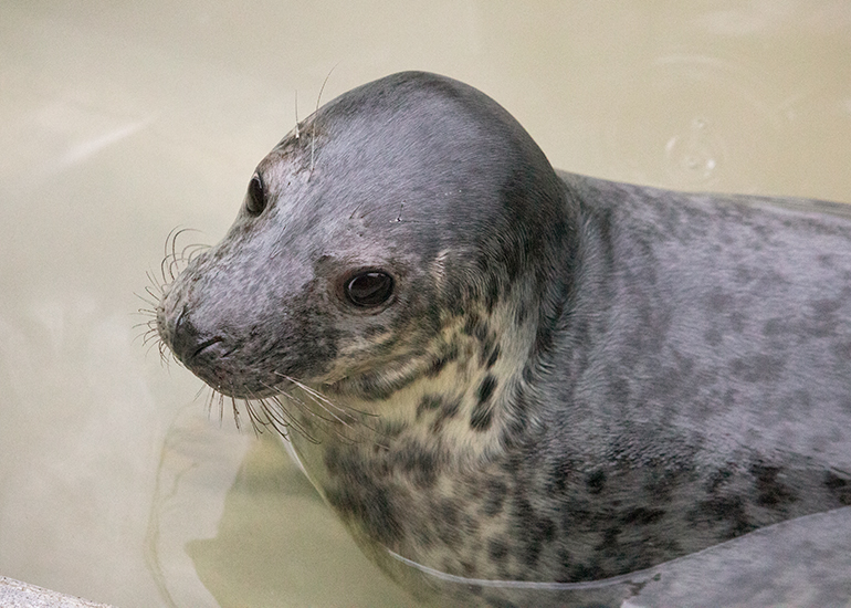 Smee, rescued seal pup