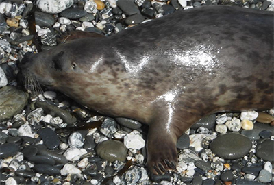 Smegol - 22nd August 2020