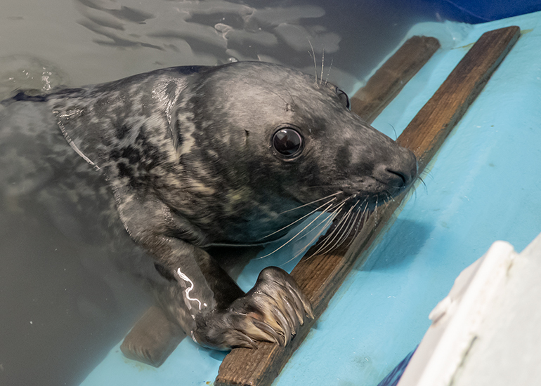 Smegol, rescued seal pup