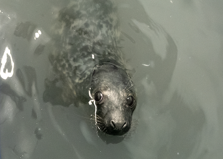 Smegol, rescued seal pup