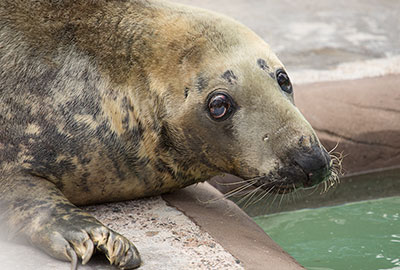 Snoopy - August 2018