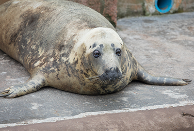 Snoopy in September 2018