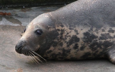 Snoopy - January 2011