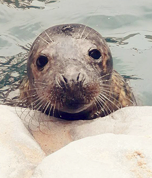 Snowball - Photo by taken by Great Yarmouth Sea Life Centre
