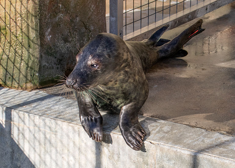 Space Invader, rescued seal pup