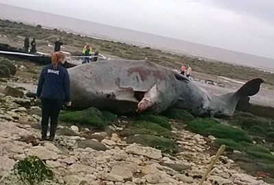 One of the sperm whales on the beach at Hunstanton - Photo credit Hunstanton Sea Life Sanctuary