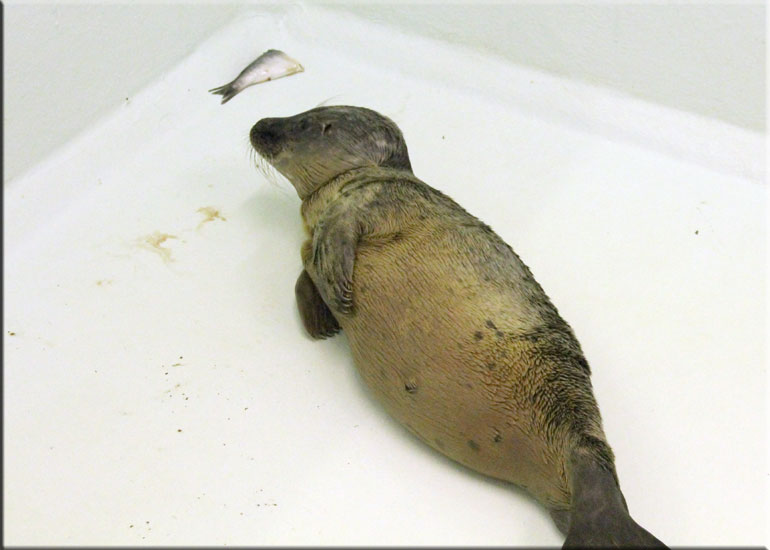 Spiderman - 12th July 2013