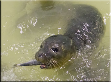 Spiderman in the weaning pool