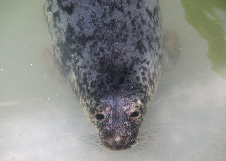 Splodge