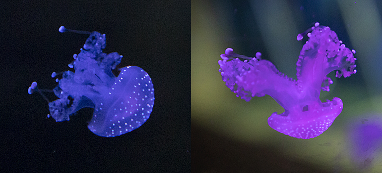 Australian Spotted Jellyfish