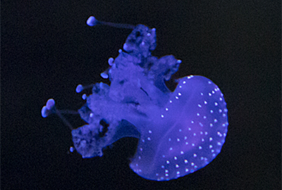 Spotted Jellyfish