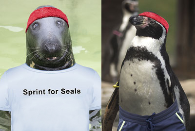 Virtual Sprint for Seals Fundraising Challenge - June 2020