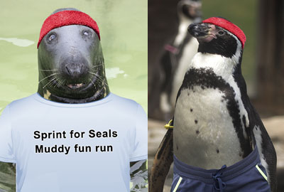 Sprint for Seals