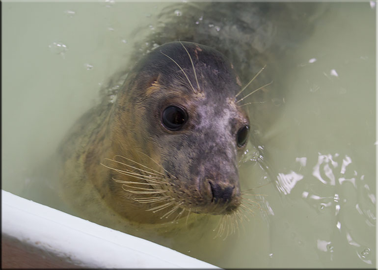 Sprout - photo taken on 4th June 2016