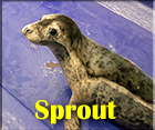 Sprout