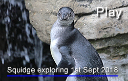 Squidge exploring his home on 1st September 2018