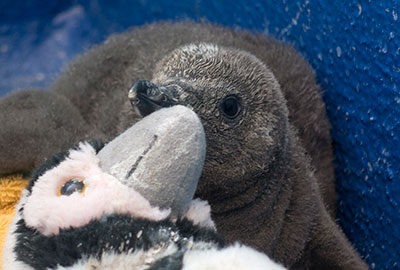 Squidge - 30th June 2018